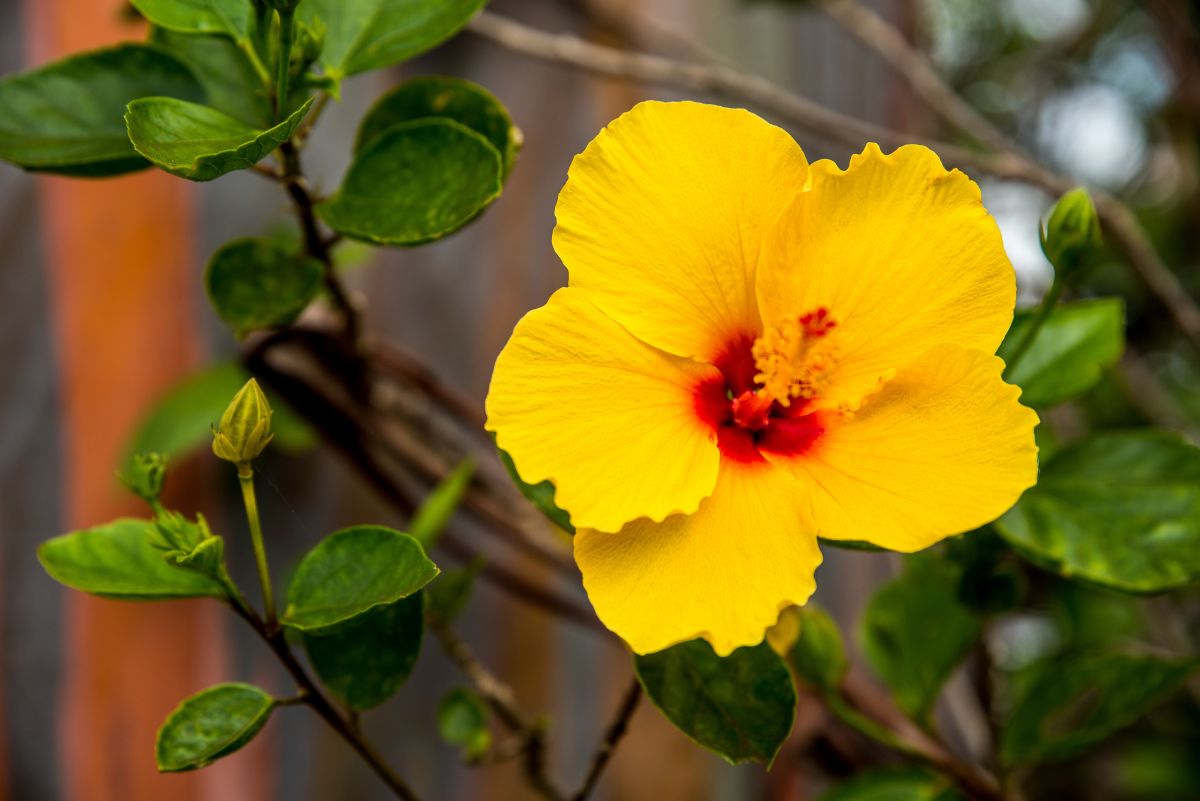 Hibiscus brackenridgei 