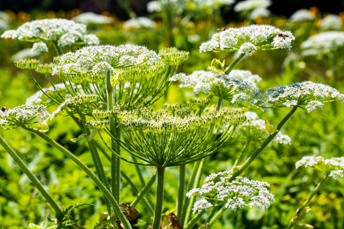 Hogweed