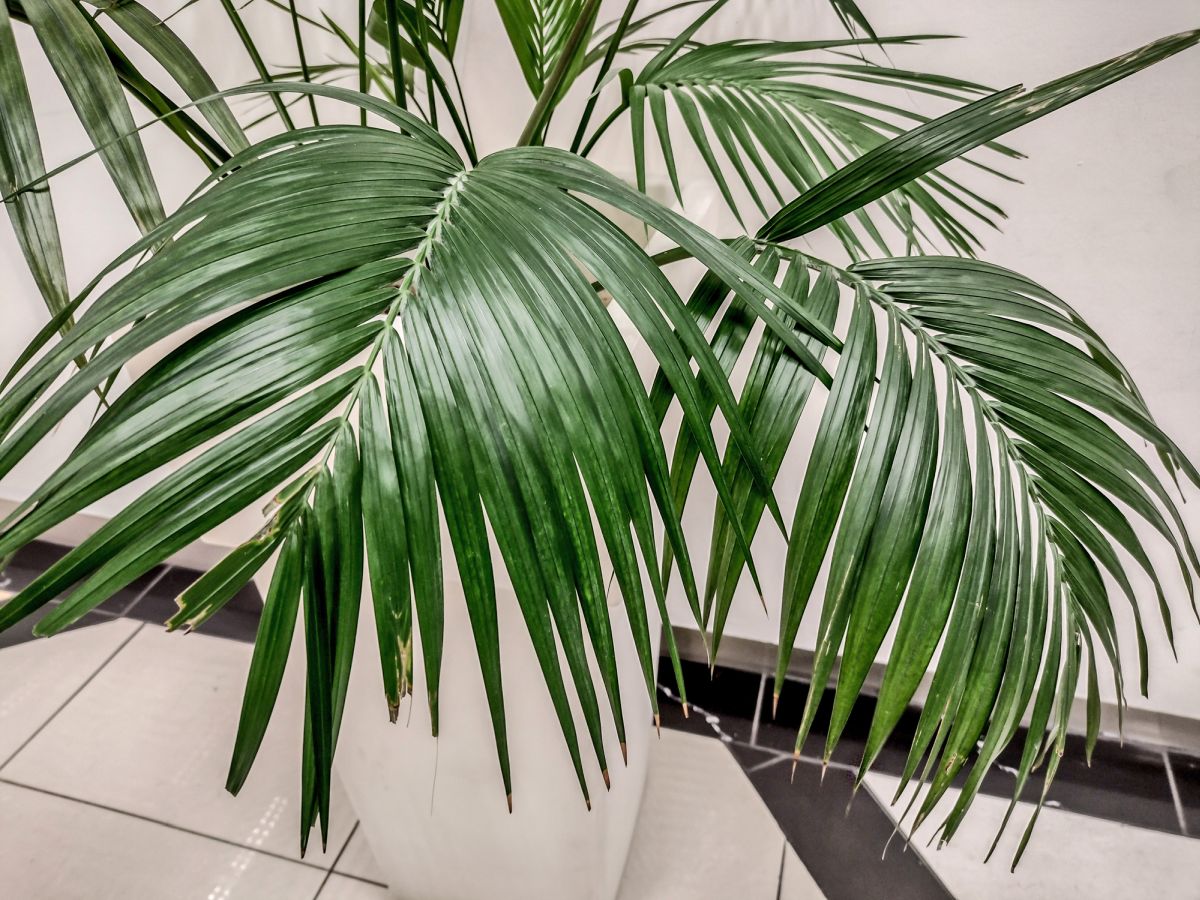 Howea forsteriana – Kentia Palm