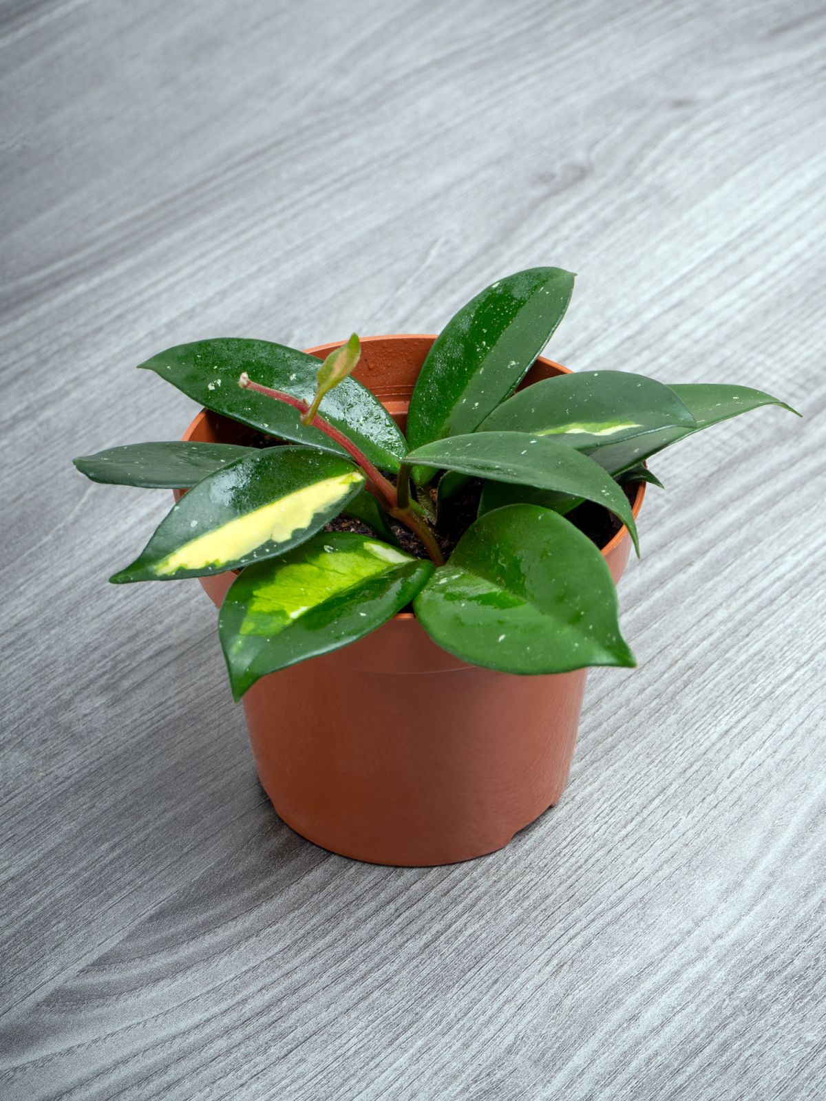Hoya (Wax Plant)