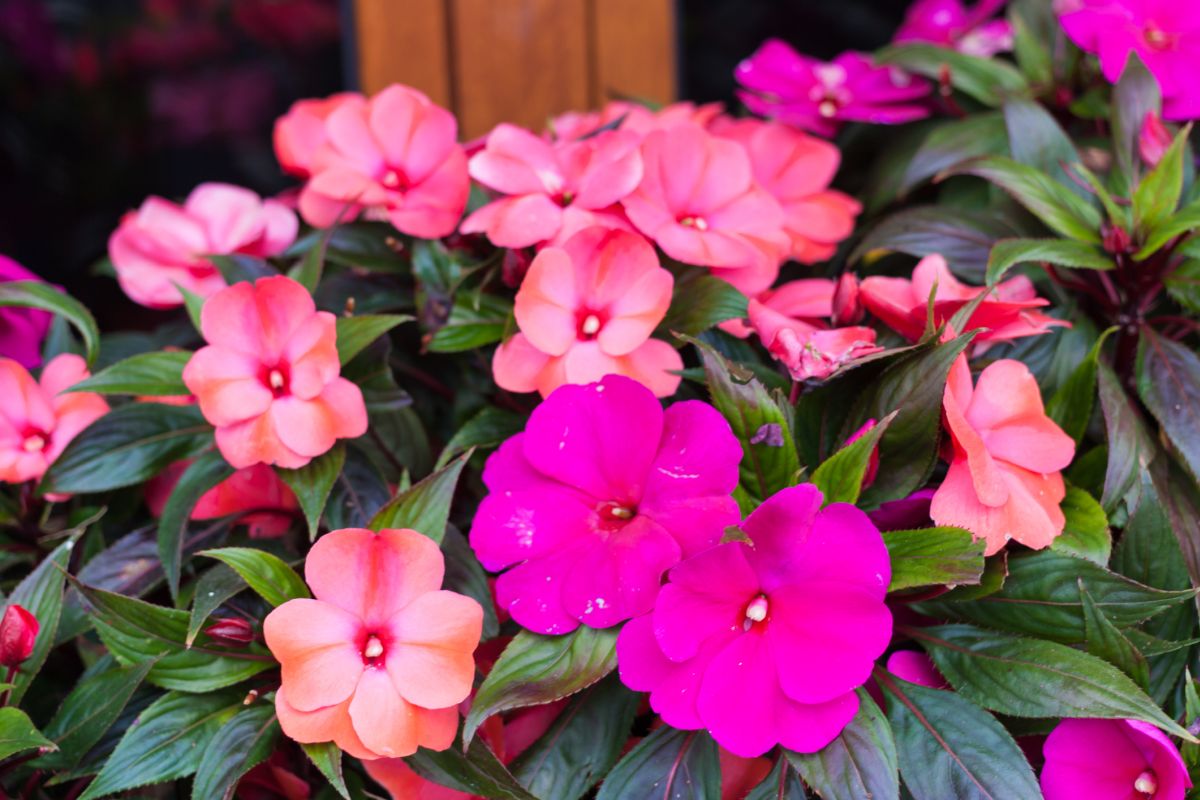 Impatiens