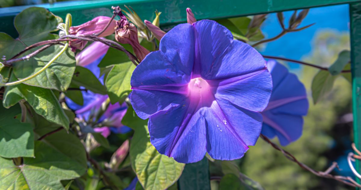 Ipomoea indica