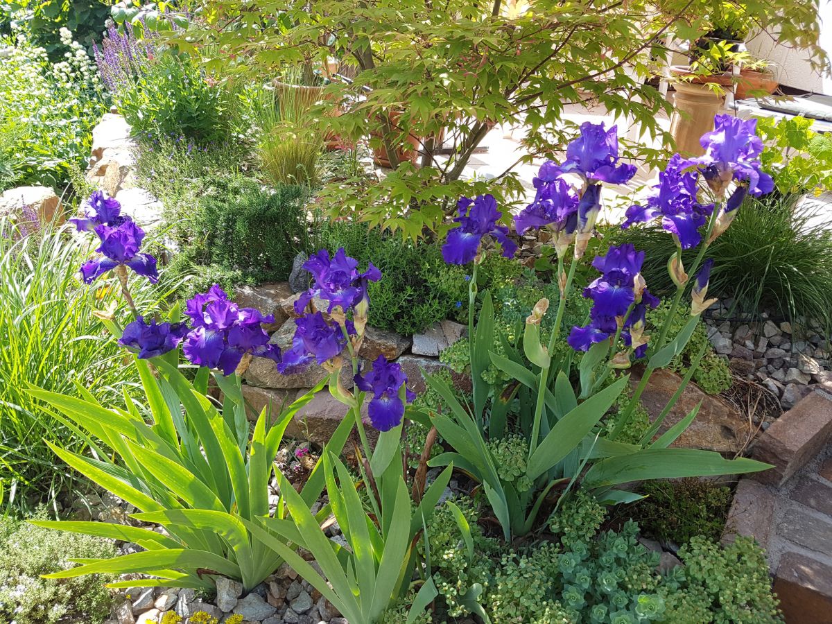 Irises