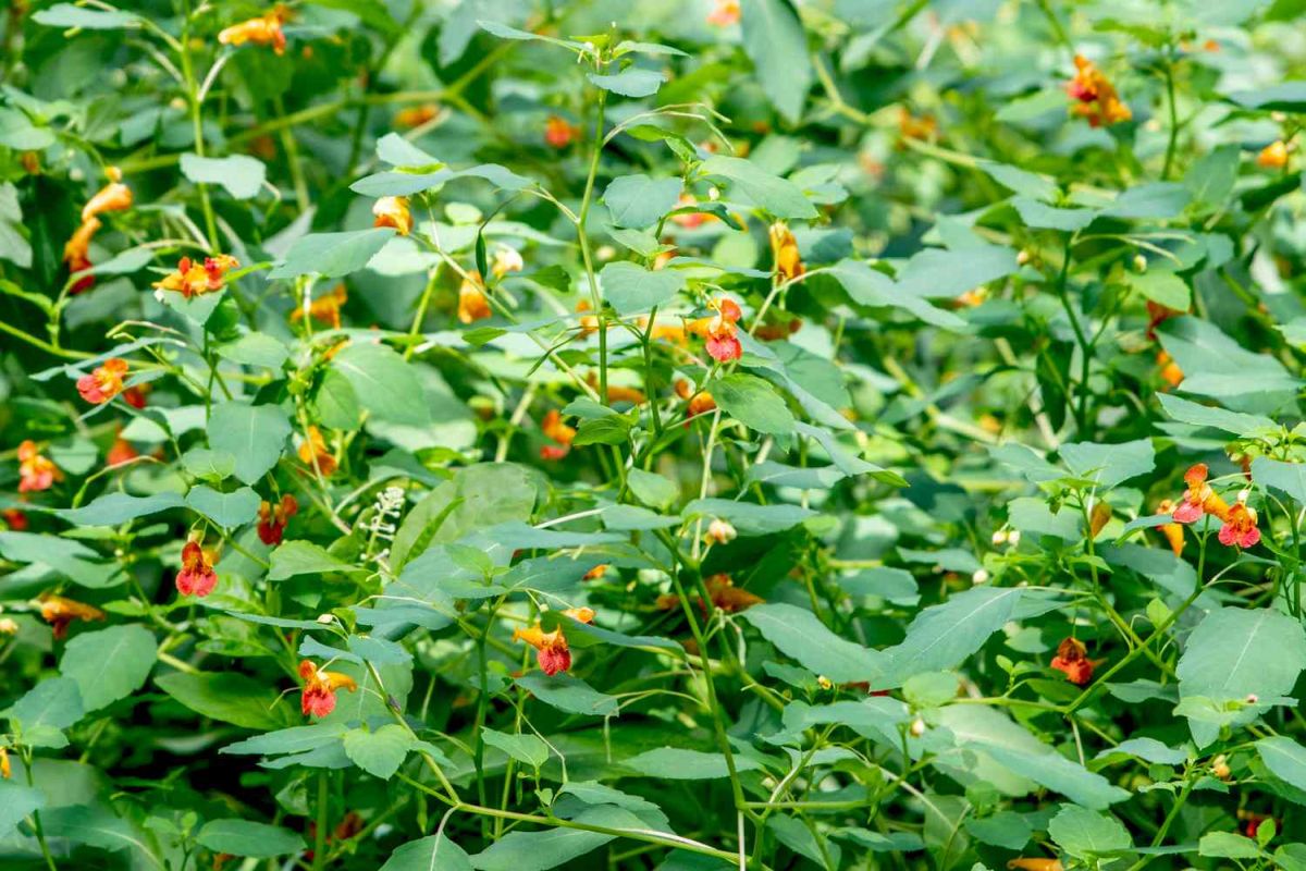 Jewelweed