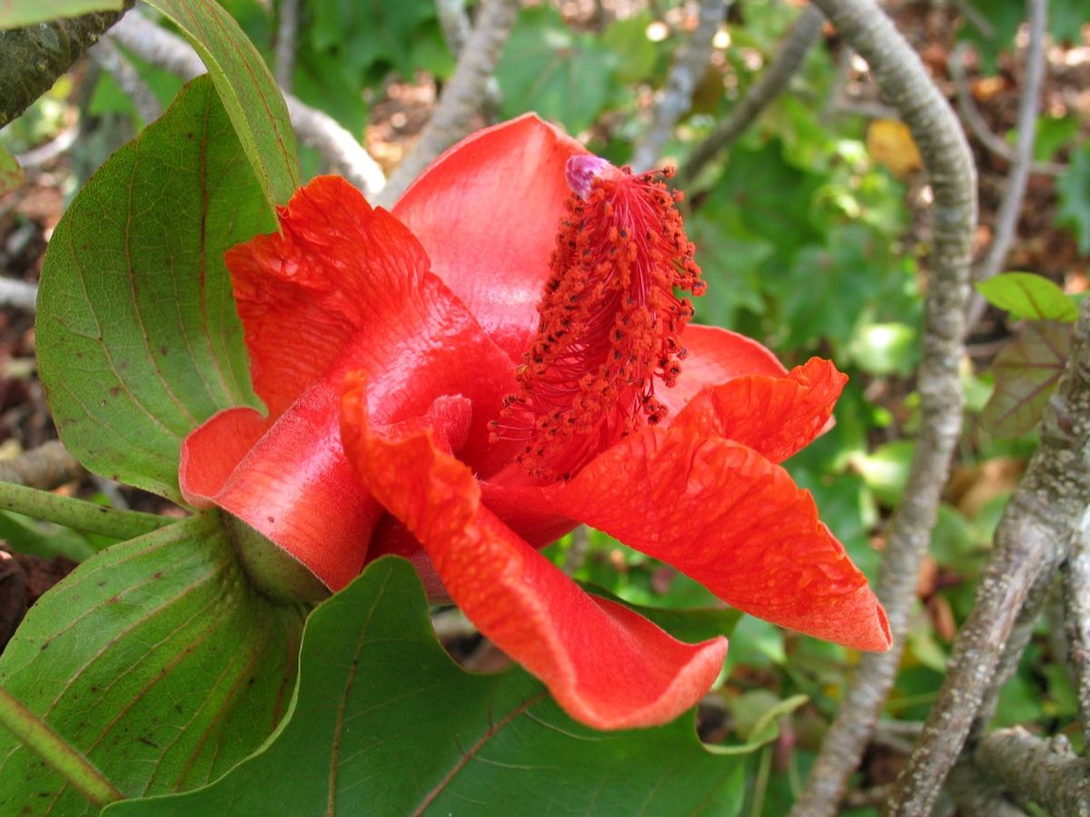 Kokia drynarioides