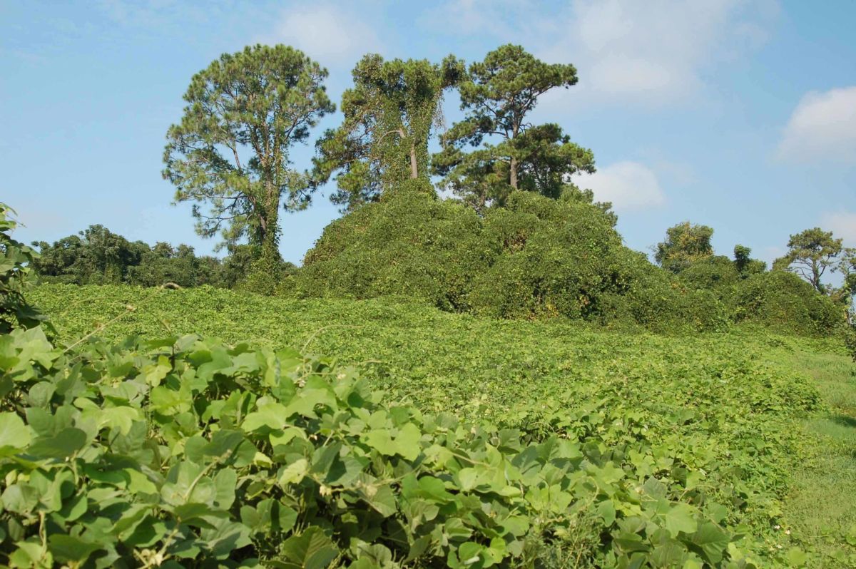 Kudzu