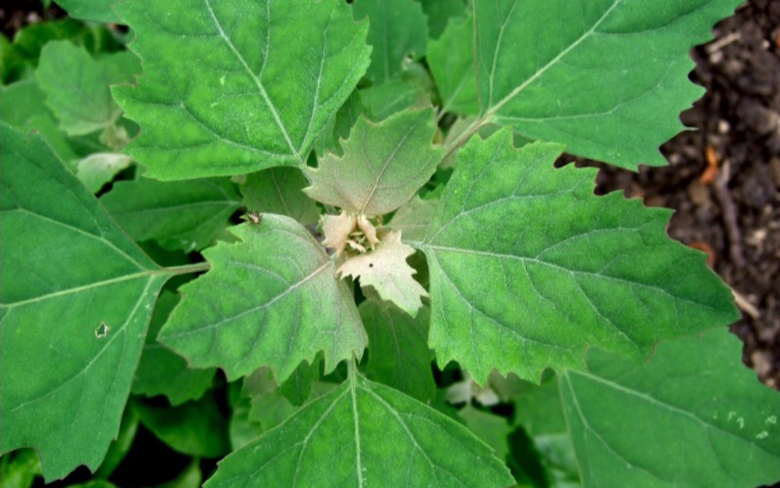 Lambsquarters