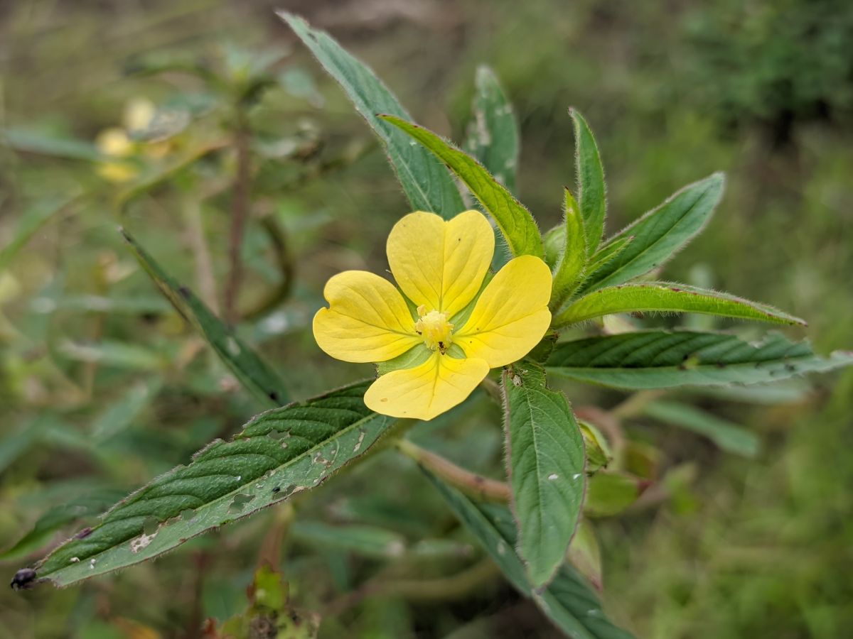 Ludwigia octovalvis