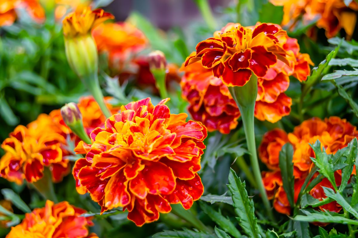 Marigolds 