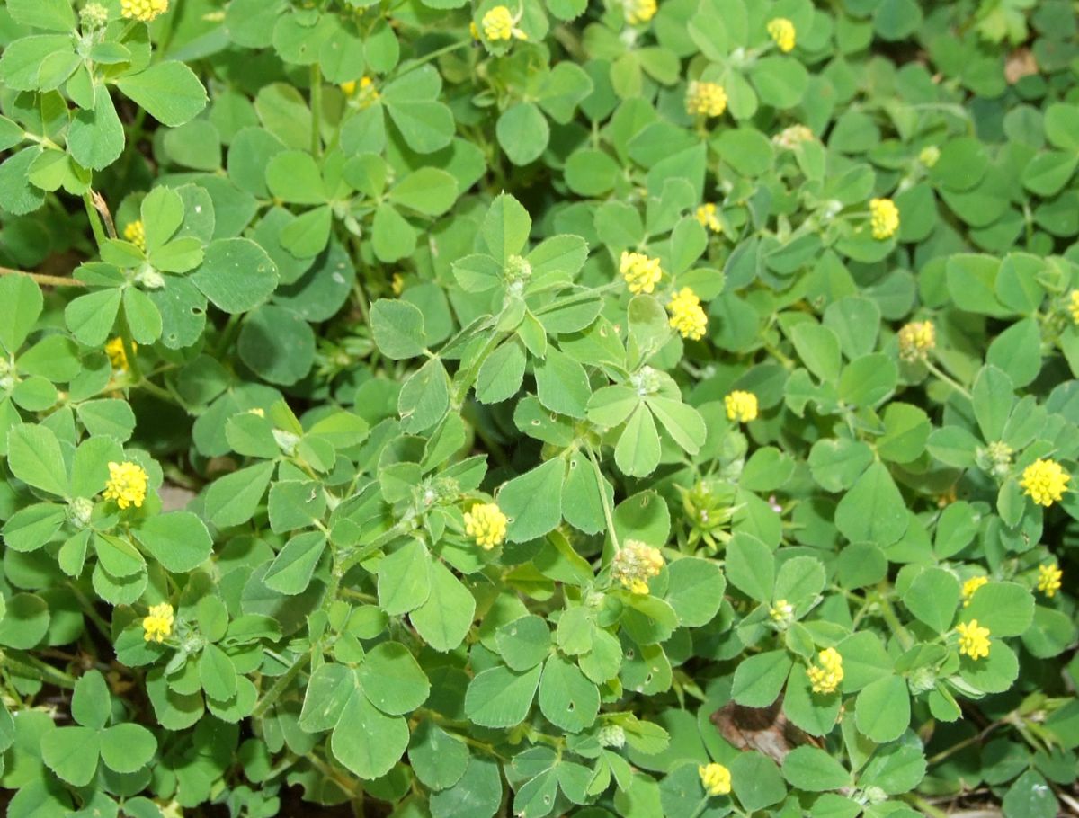 Medicago lupulina