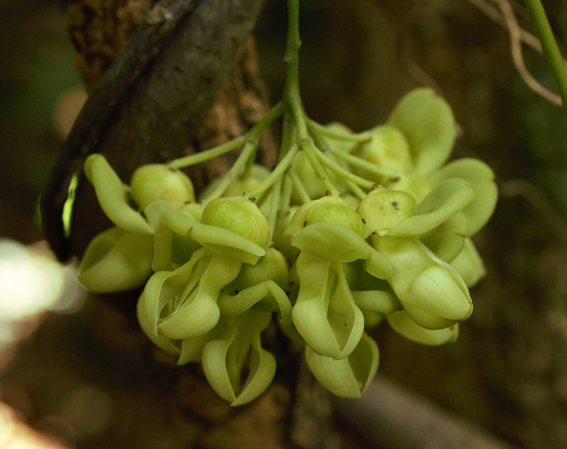 Mucuna gigantea