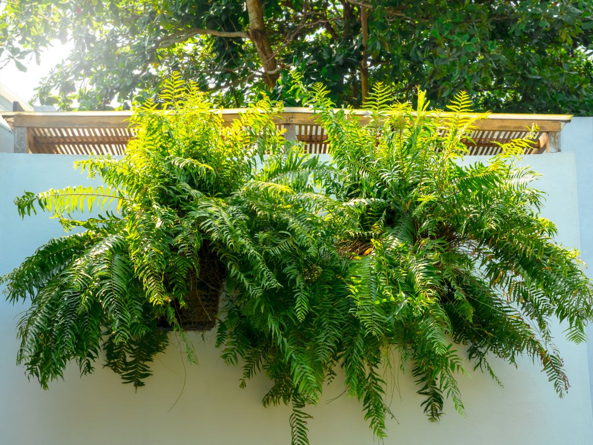 Nephrolepsis exaltata – Boston Fern