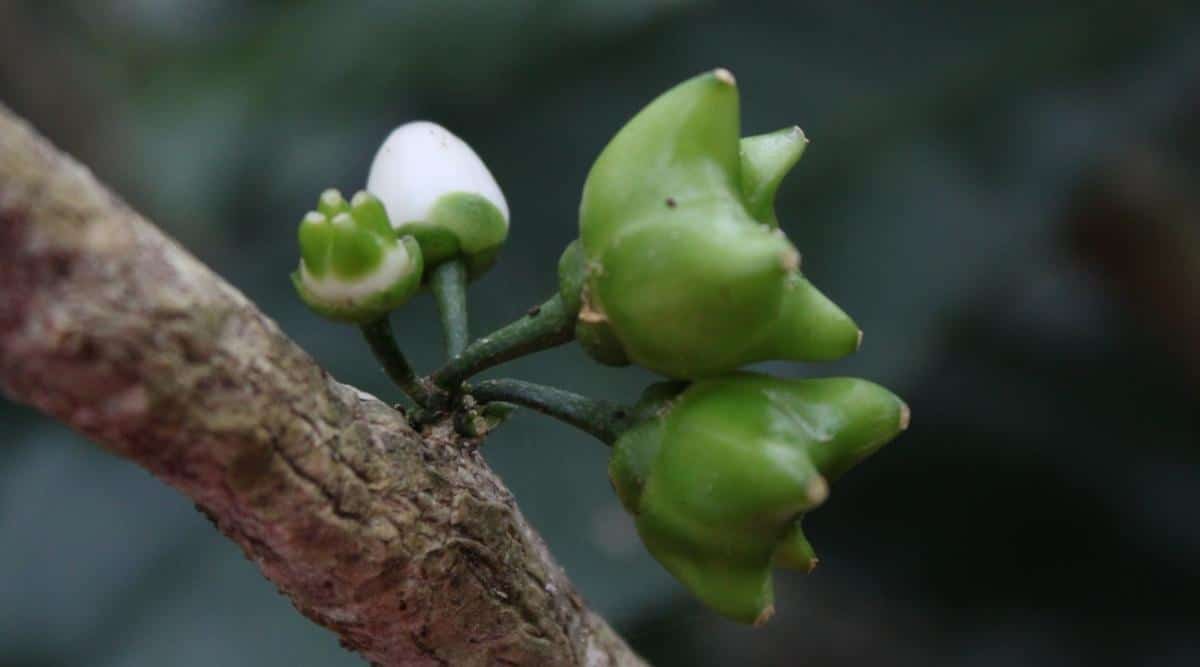 Oahu Pilo Kea