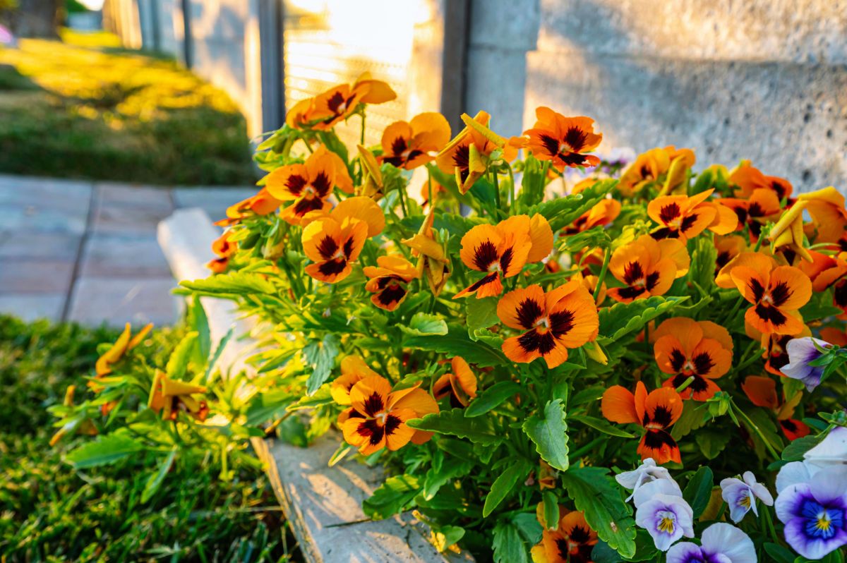 The Best Fall Flowers for Pots