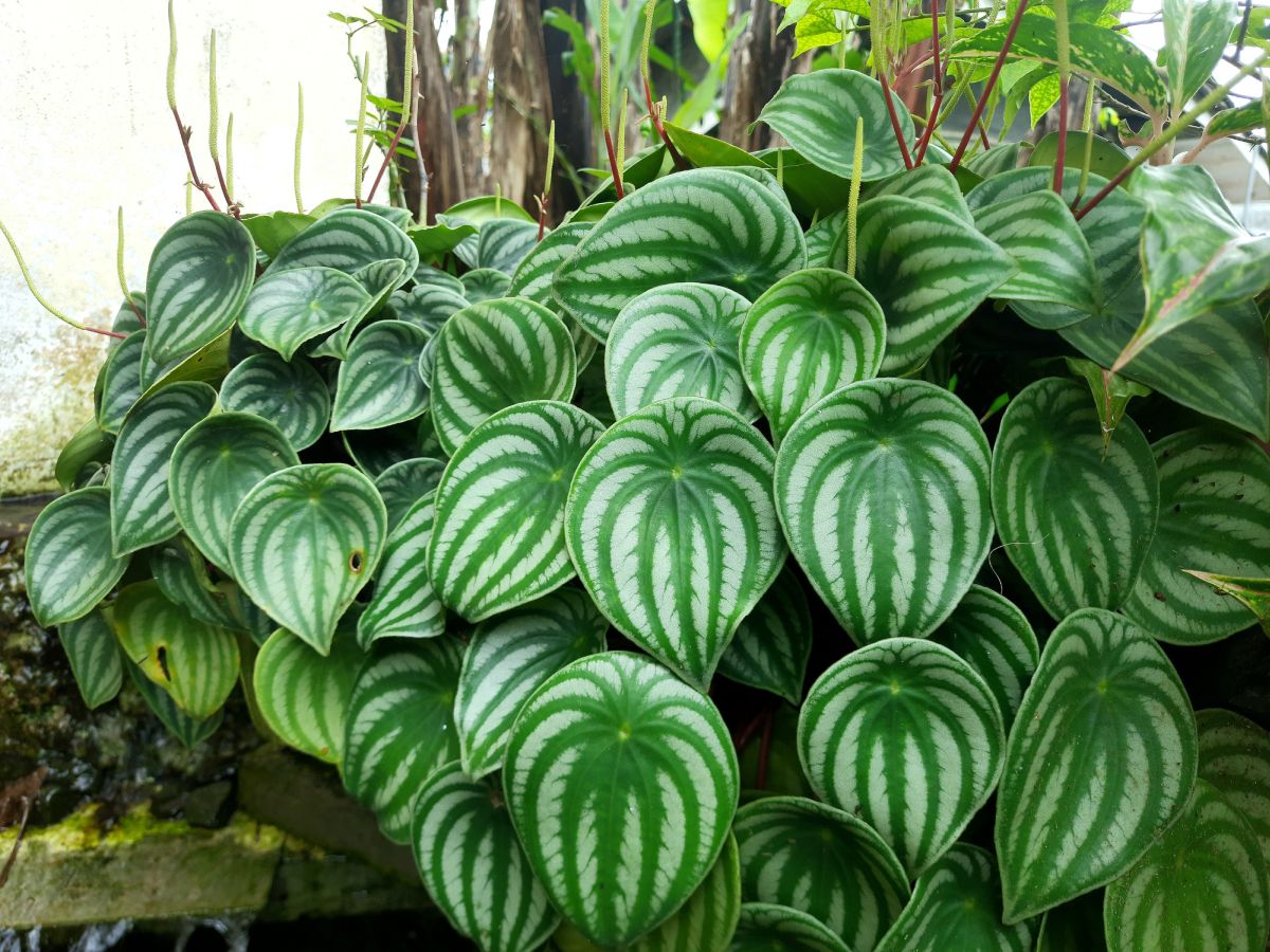 Peperomia argyreia – Watermelon Peperomia