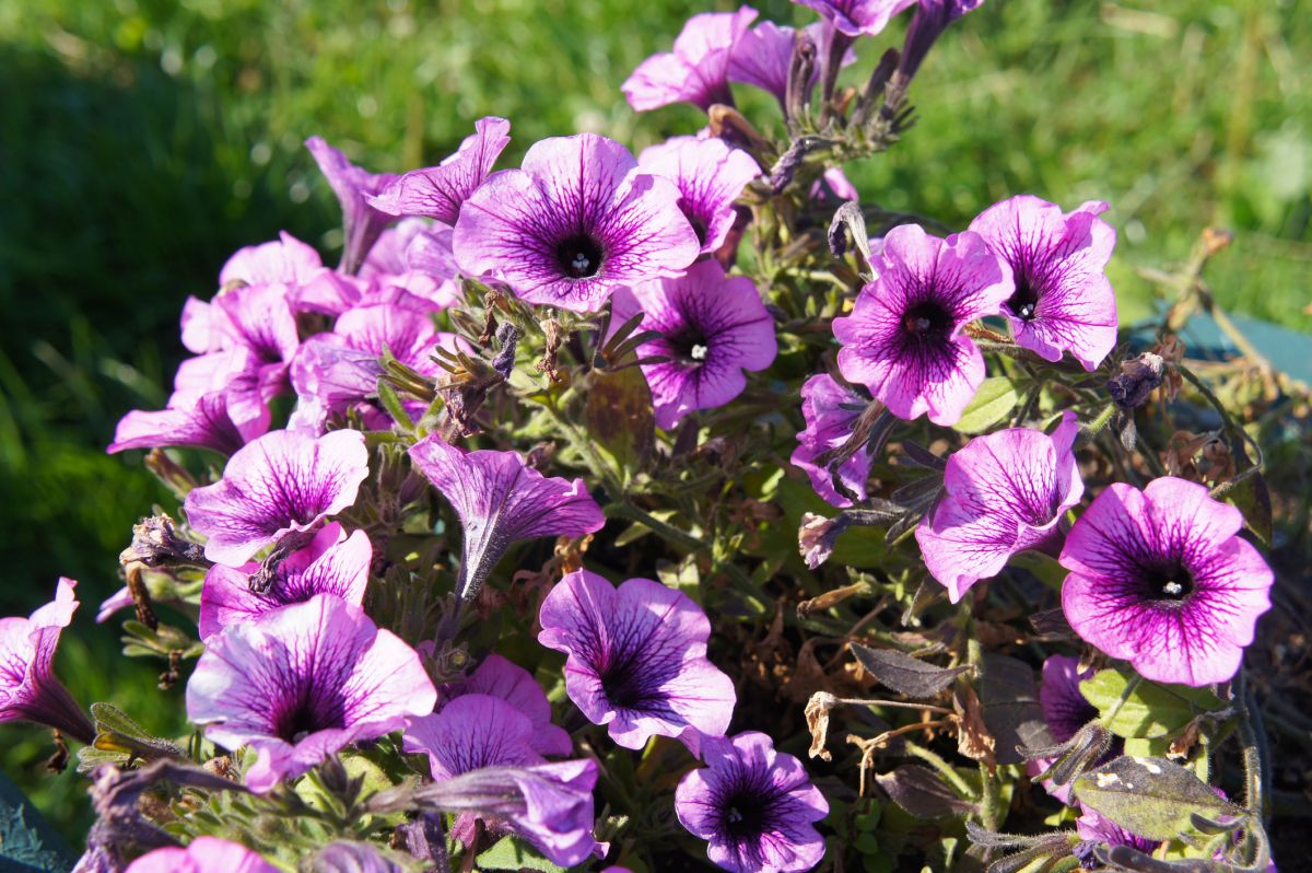 Petunias