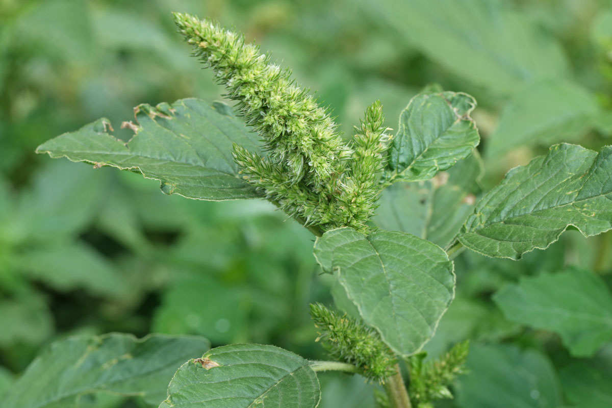 Pigweed