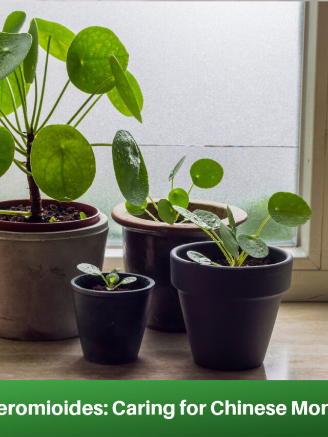 Pilea Peperomioides: Caring for Chinese Money Plants