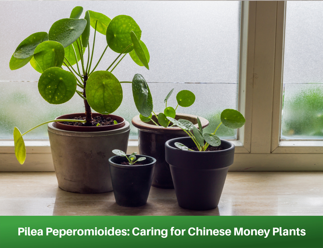 Pilea Peperomioides: Caring for Chinese Money Plants