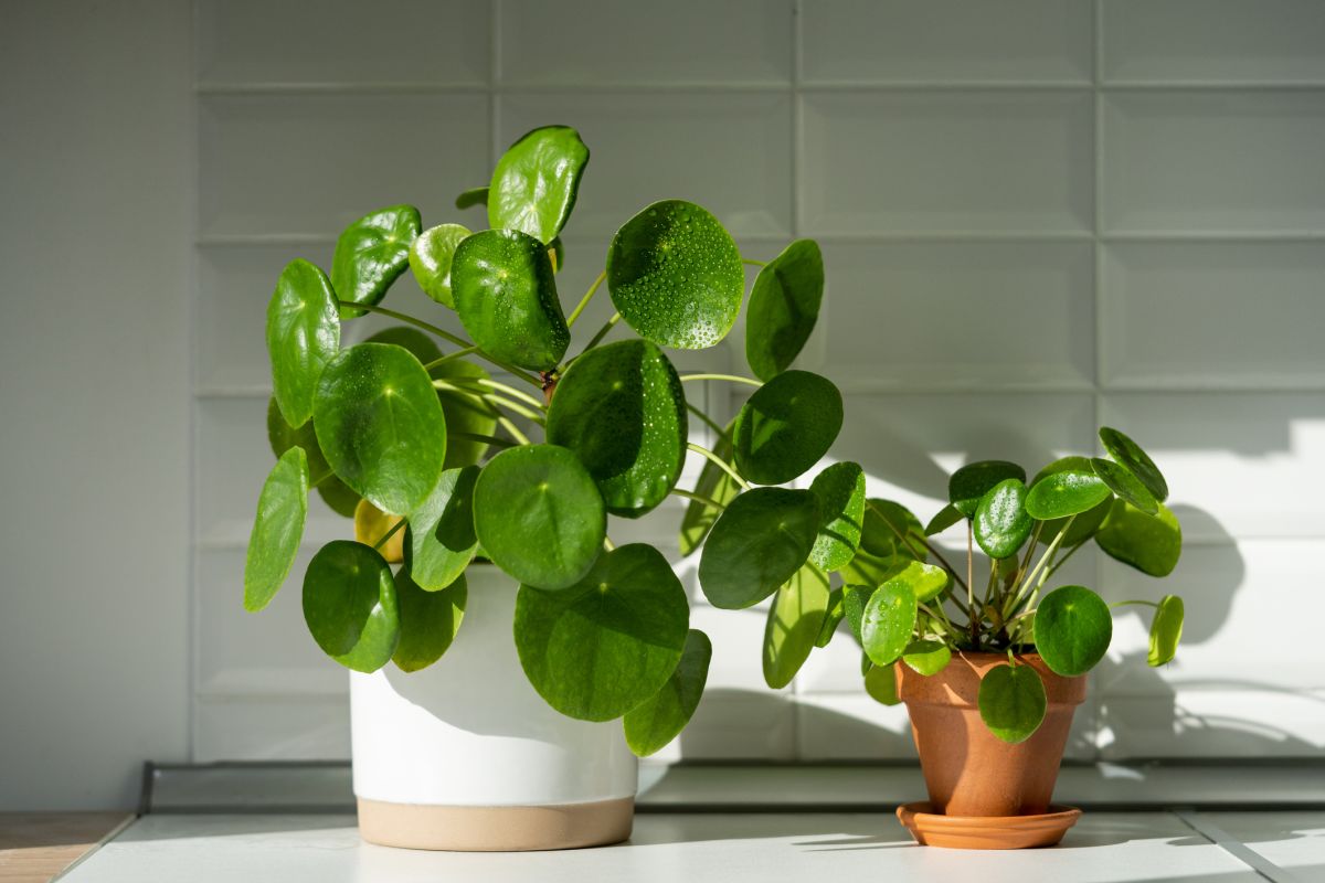 Pilea peperomioides – Chinese Money Plant