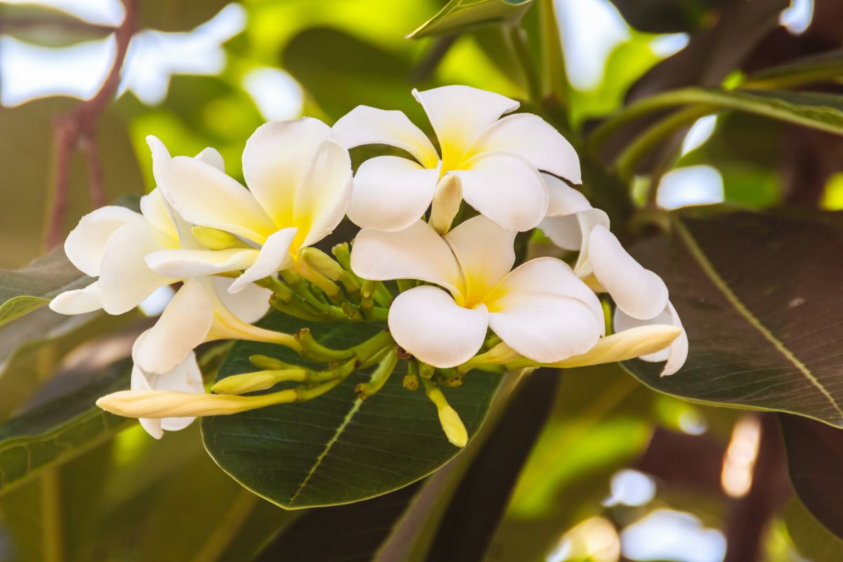 Plumeria 