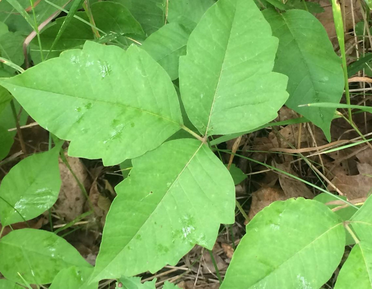 Poison Ivy