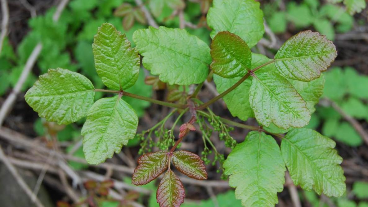 Poison Oak