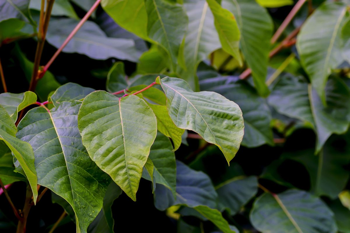 Poison Sumac