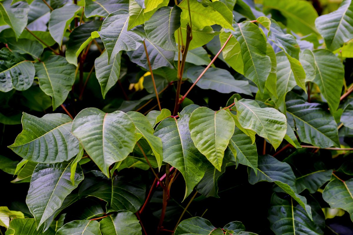 Poison sumac