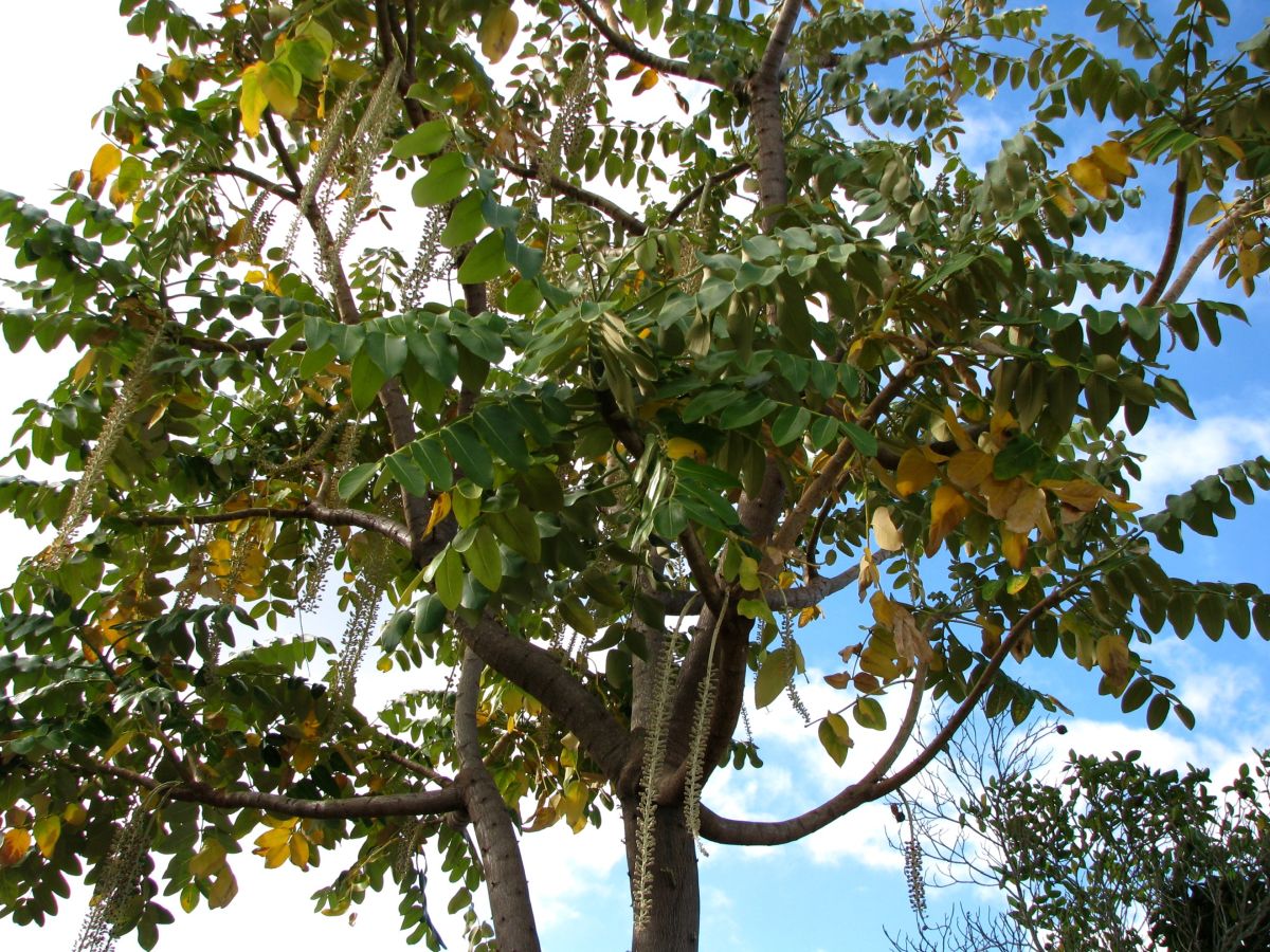 Polyscias racemosa