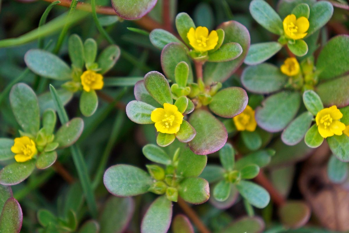 Purslane