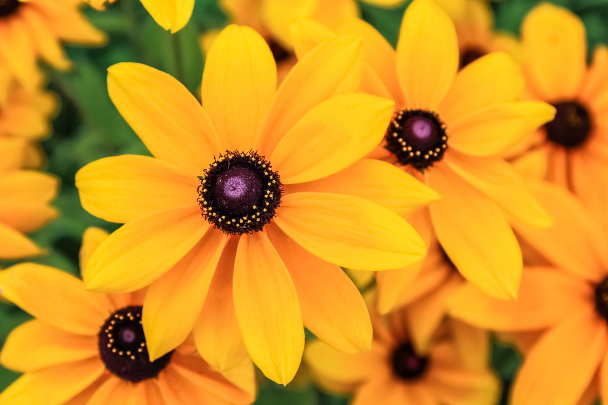 Rudbeckia