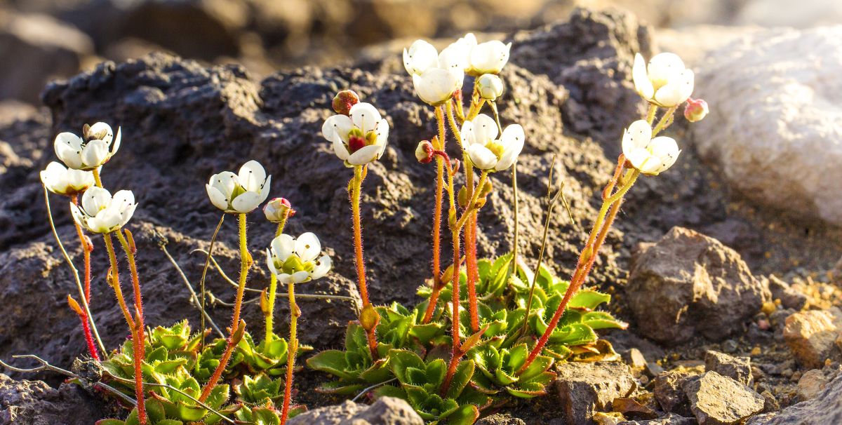 Saxifraga