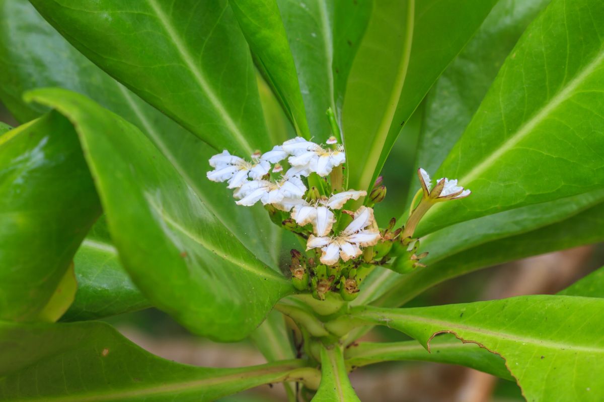 Scaevola sericea