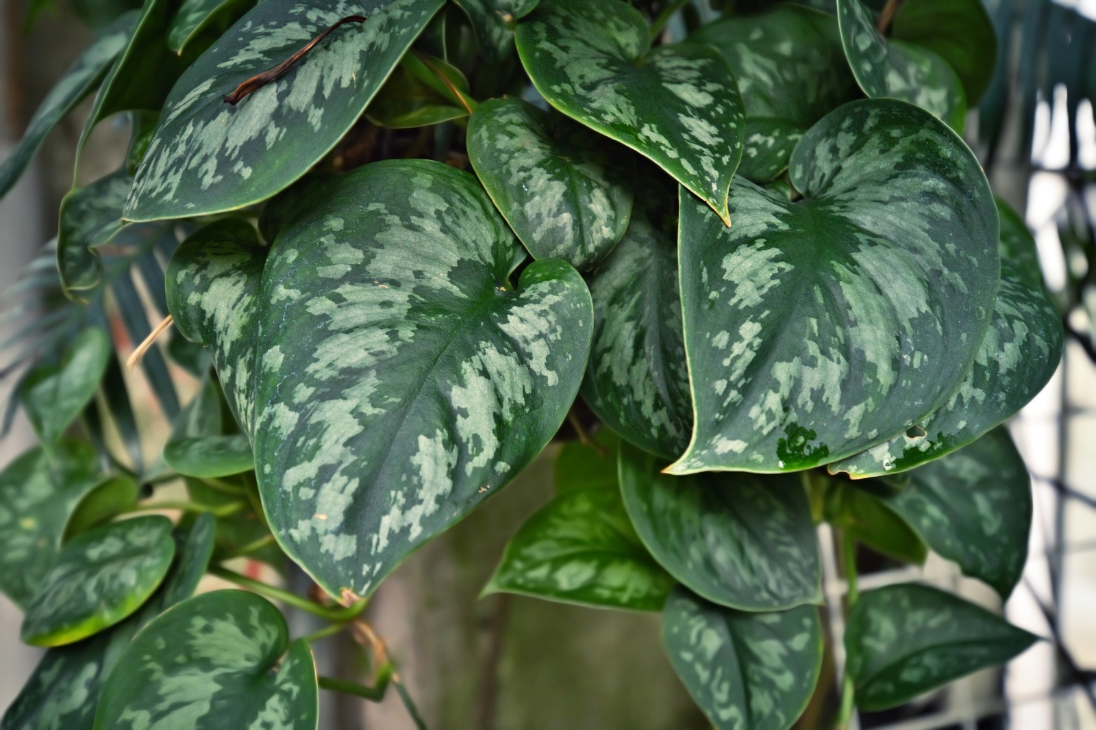 Growing Satin Pothos: How to Care for Scindapsus Plants