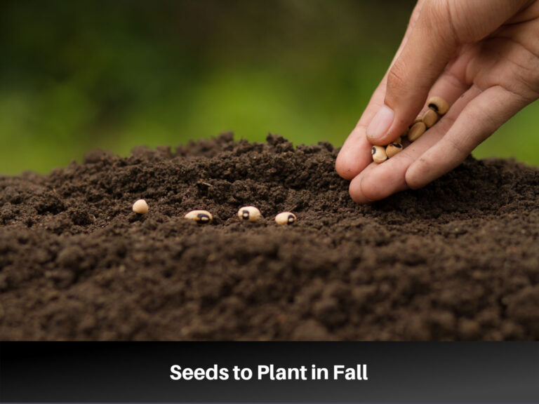Seeds to plant in fall