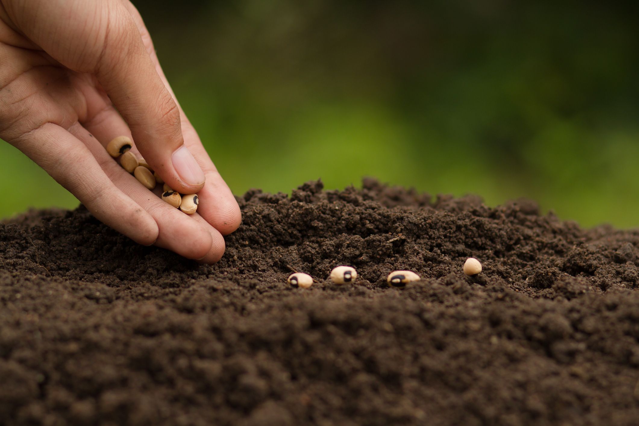 Seeds To Plant In Fall