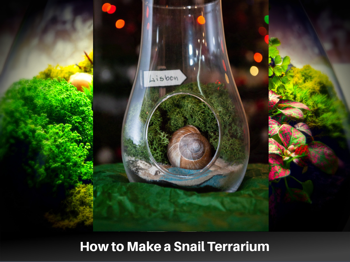 How to Make a Snail Terrarium