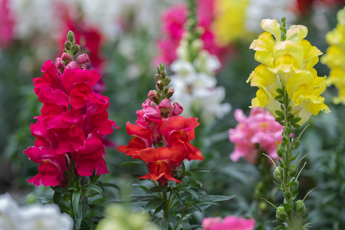 Snapdragons