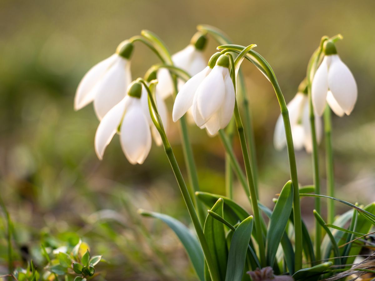 Snowdrops