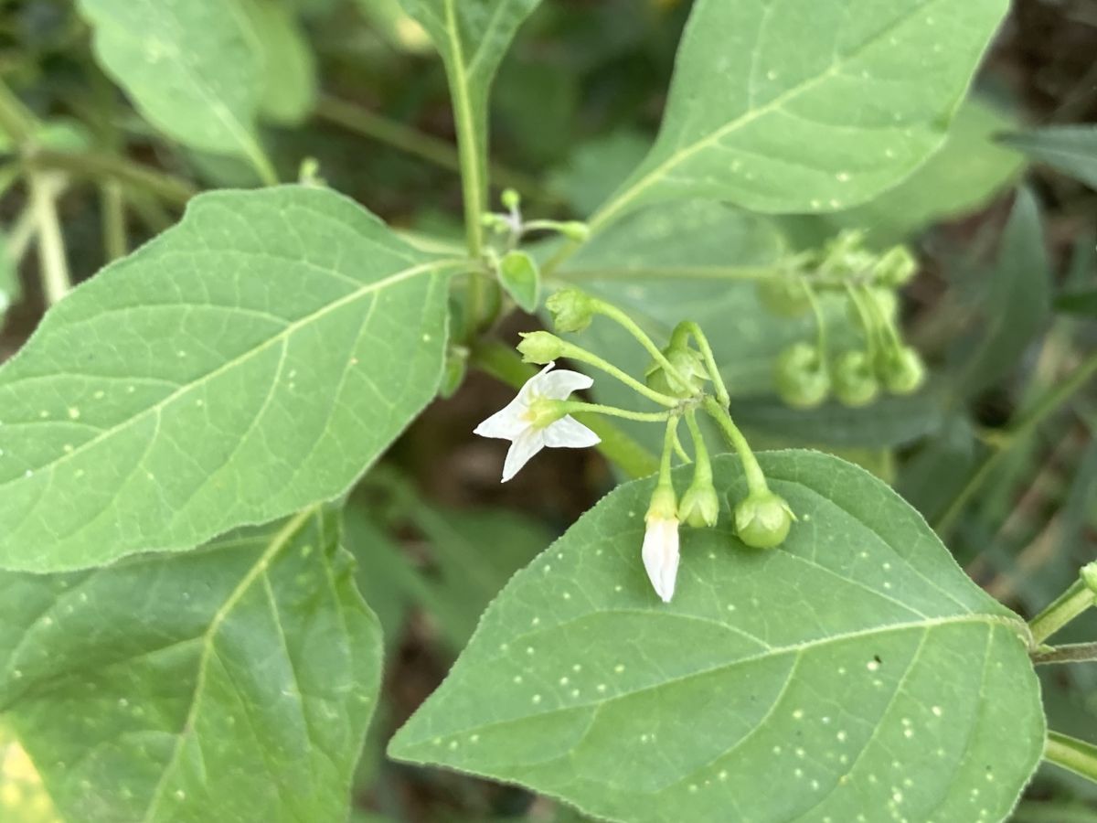 Solanum nigrum