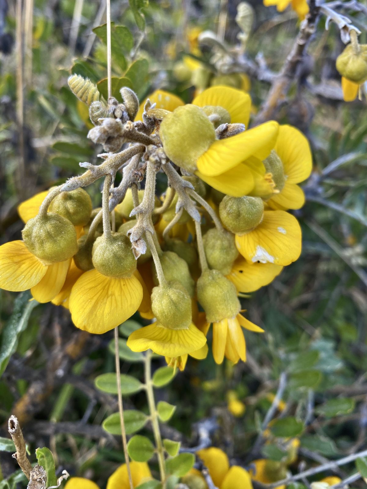 Sophora chrysophylla