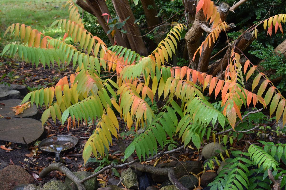 Staghorn sumac