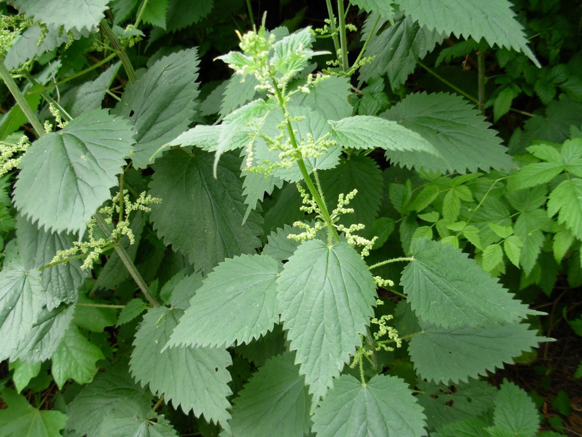 Stinging Nettle