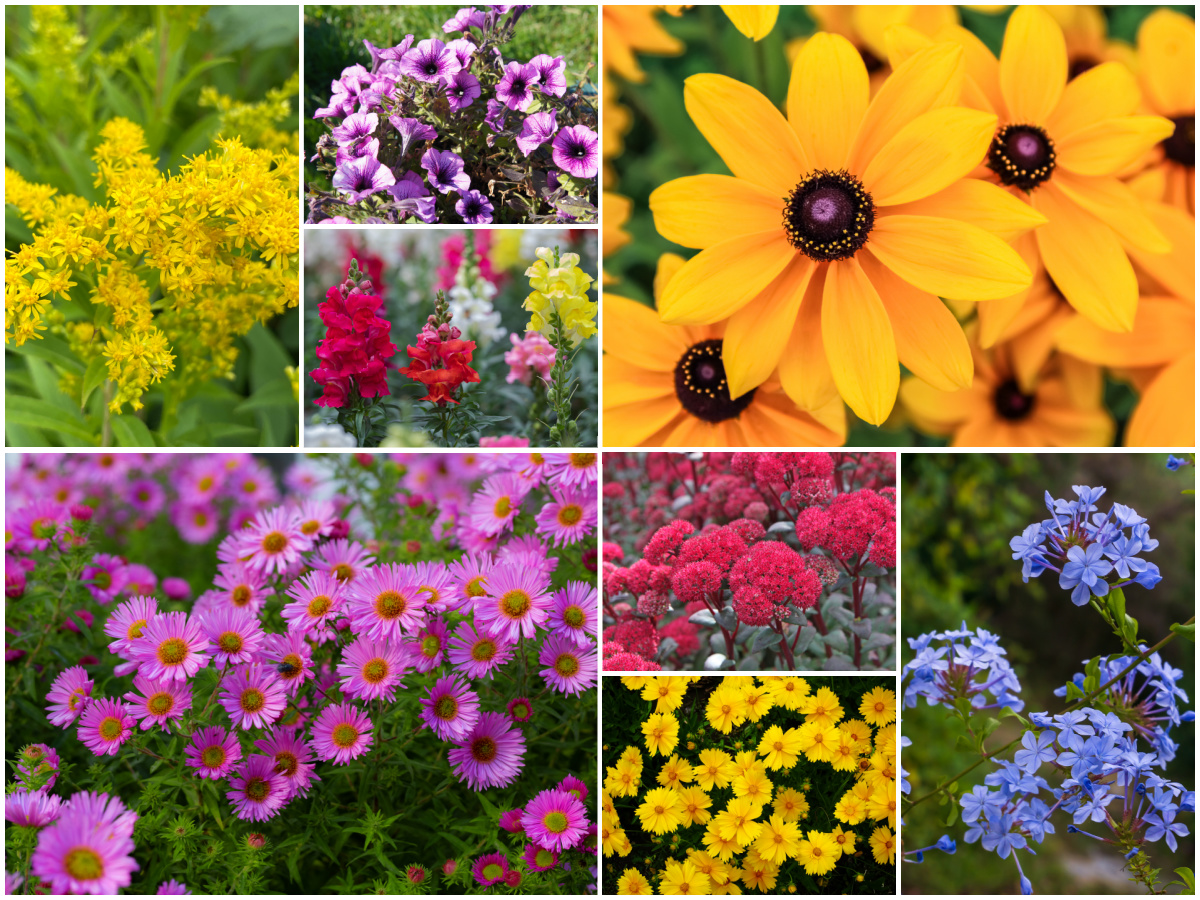 The Best Fall Flowers for Pots