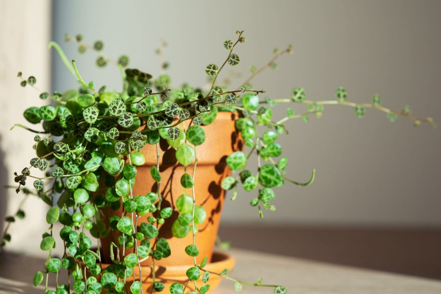 Peperomia Prostrata: Grow and Care for the String of Turtles Plant