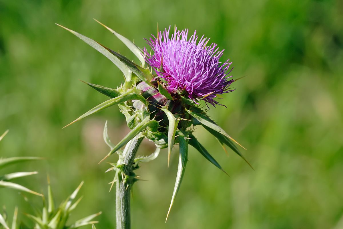 Thistle