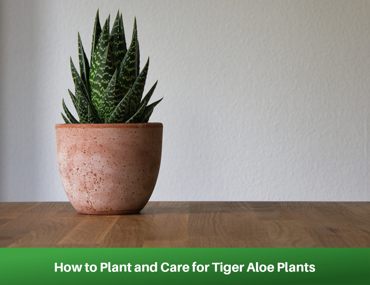 How to Plant and Care for Tiger Aloe Plants