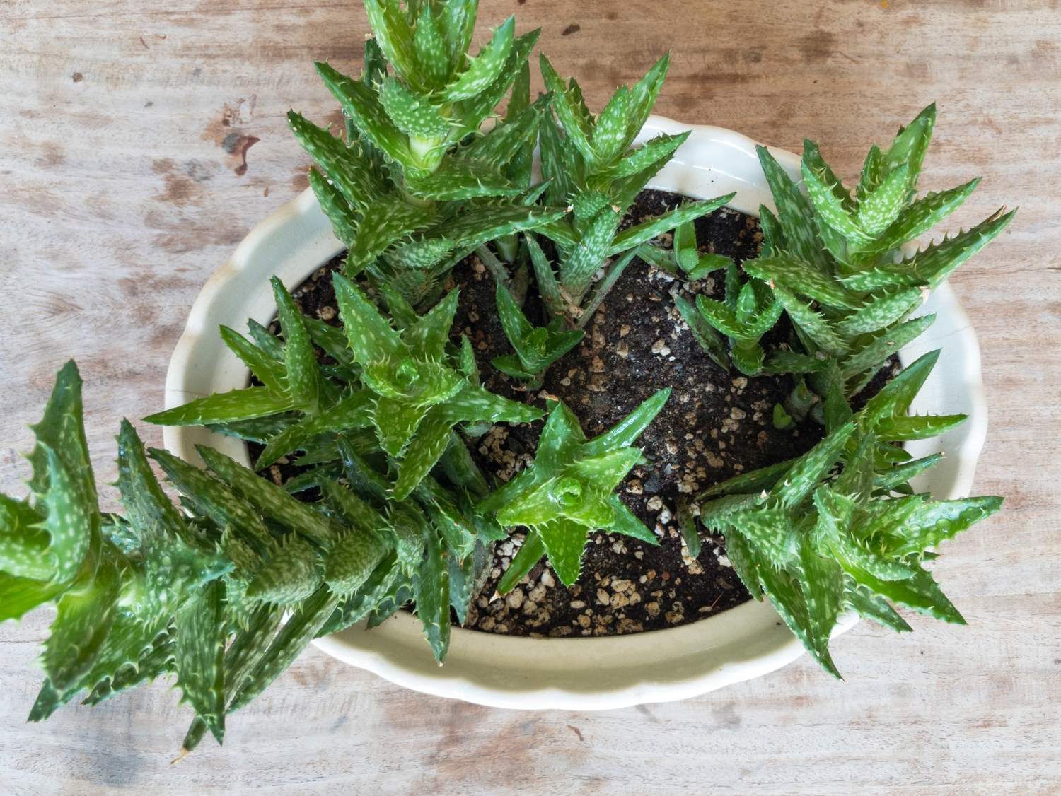 Tiger Tooth Aloe Pups