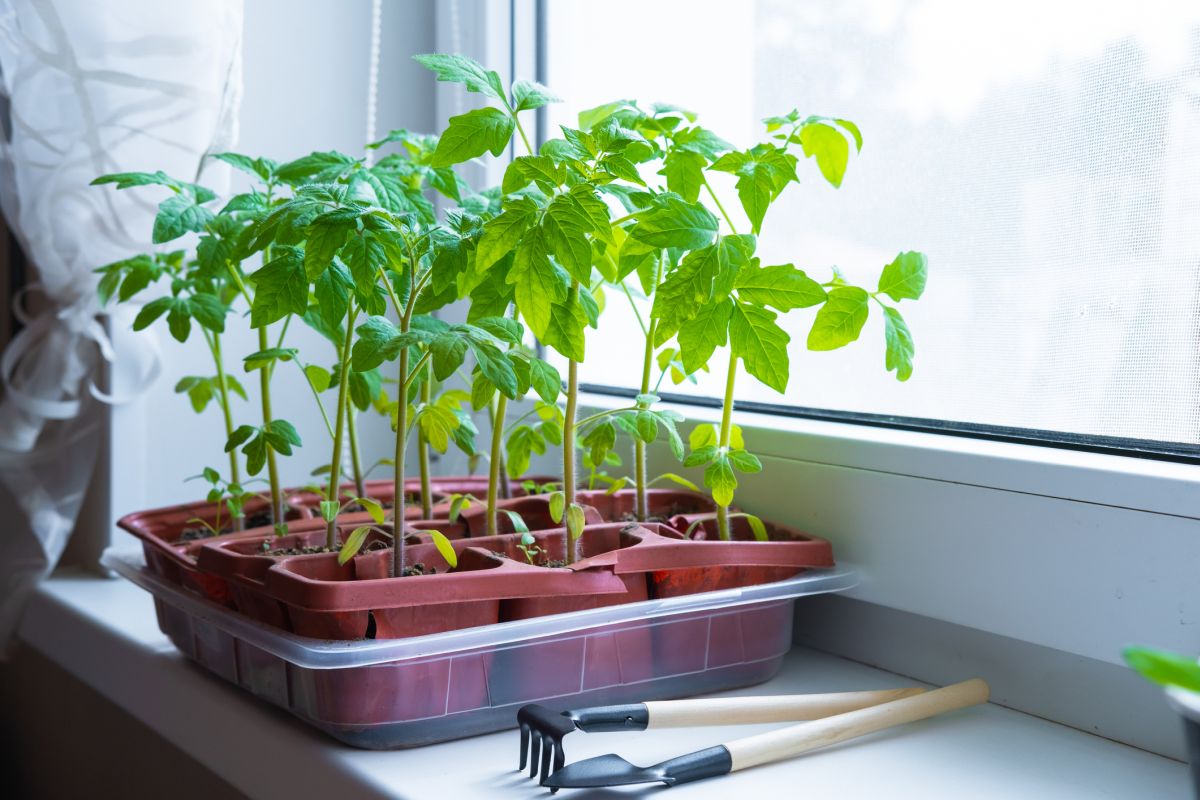 Tomatoes (Solanum lycopersicum)